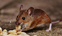 24 Hour & Emergency Exterminators in Dyke, VA